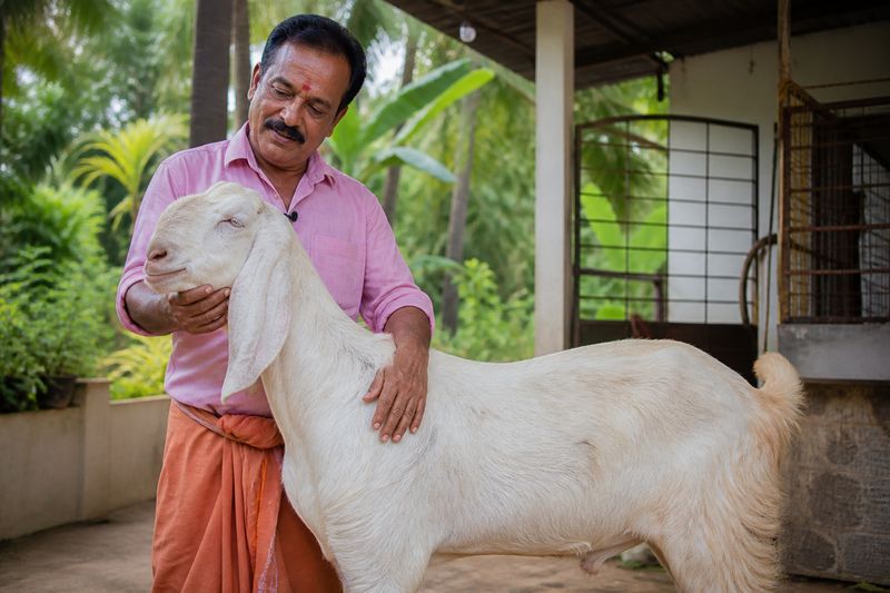 V.A. Radhakrishnan with a Jamnapari goat raised as a side income in Thrissur Kerala