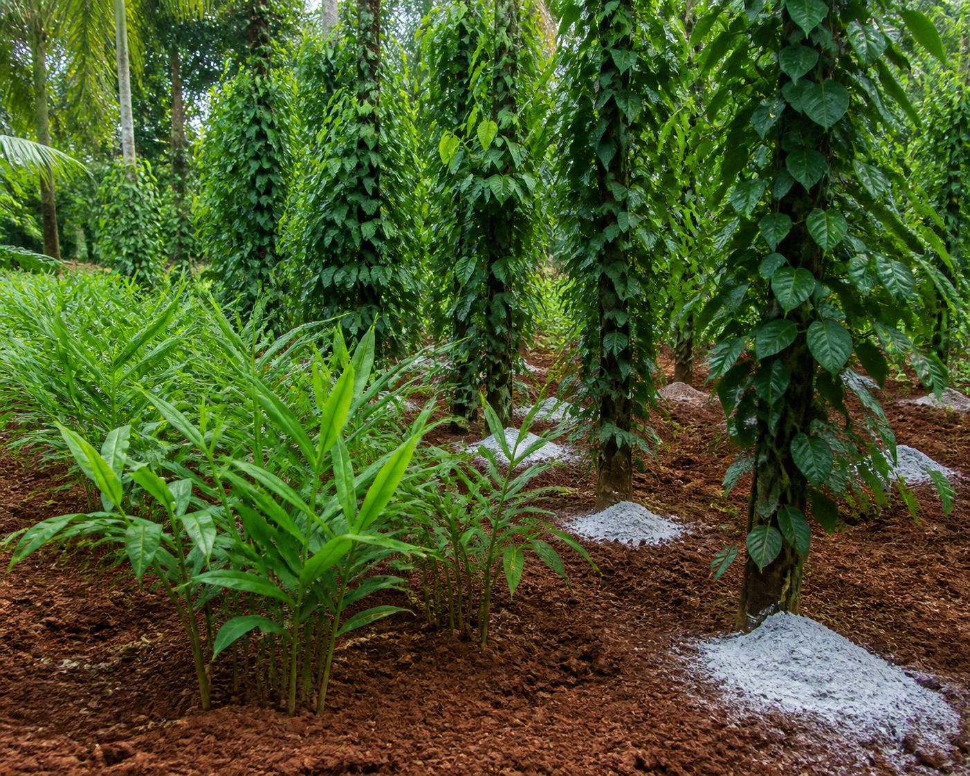 Tricholime lime and Trichoderma bio-formulation for controlling root rot in ginger and black pepper farming