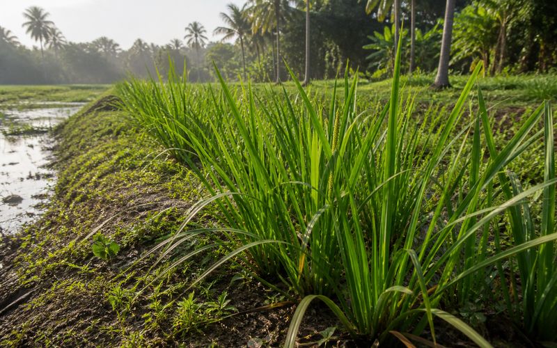 Vayambu Acorus calamus medicinal plant growing in moist Kerala field conditions