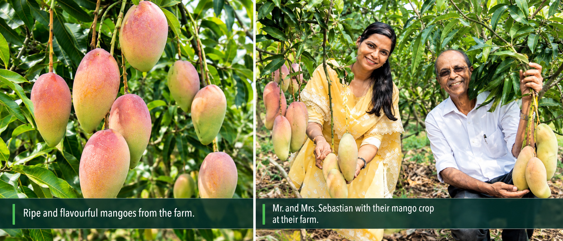 300 Mango Varieties in One Orchard, The Kerala Farmer’s Secret