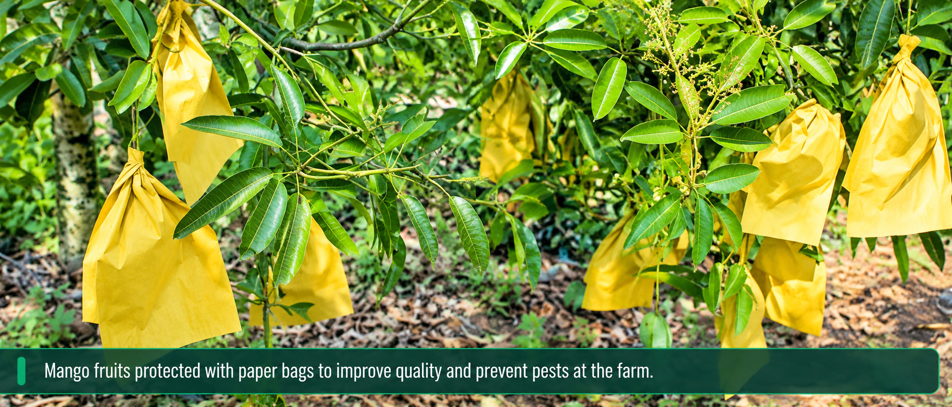 Dr. Jayaram’s Padannakkad mango orchard with 300 varieties and grafted trees.