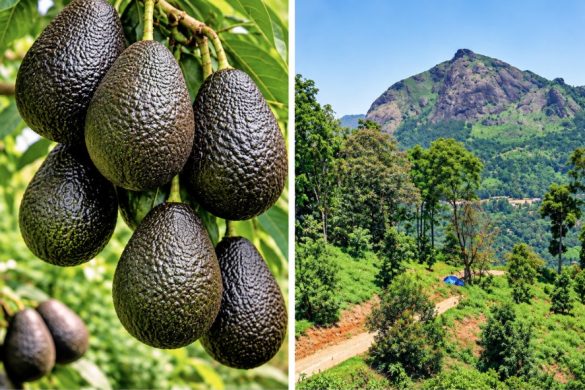 Kerala Farmers Are Rushing Into Hass Avocado Farming – Here’s Why