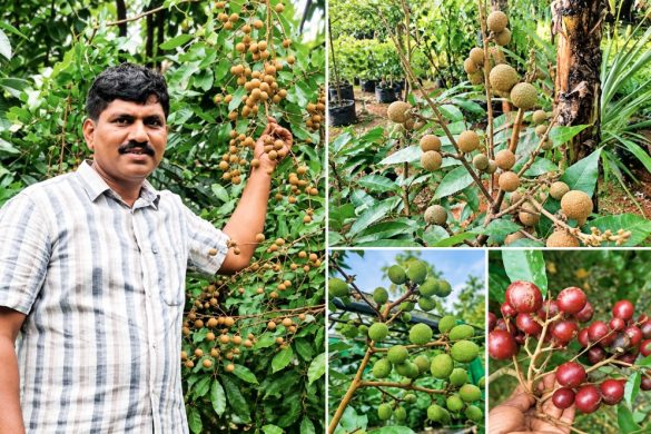 Profitable Longan: The Fruit Crop Kerala Farmers Shouldn’t Ignore