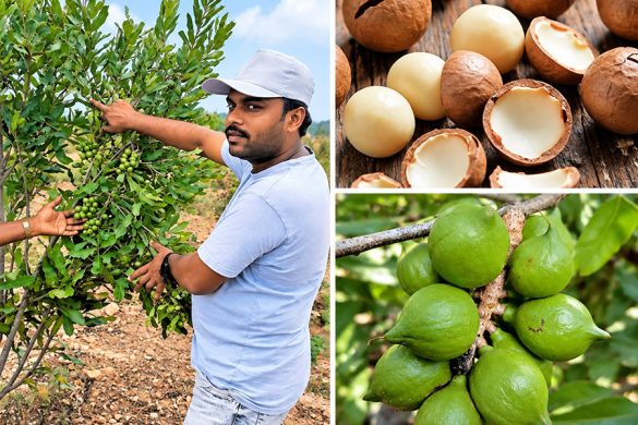 Macadamia Farming in Kerala: The New Nut Venture Farmers Can’t Ignore