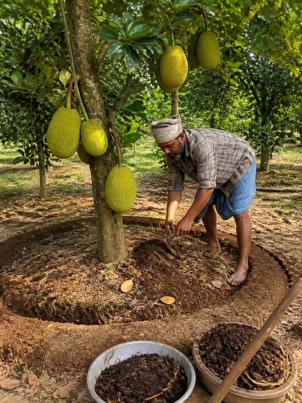 Farmer applying compost and fertilizer in a circular basin around a jackfruit tree