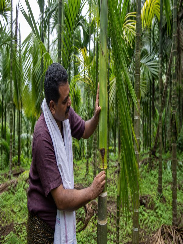 Farmer inspecting young areca palms for stem bleeding disease control