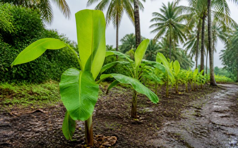 Banana plants and coconut garden after summer rains showing monsoon season farm care