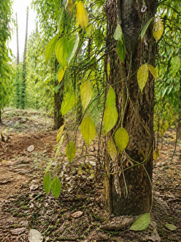 Black pepper vine showing summer heat damage yellowing leaves wilting and fallen pepper berries