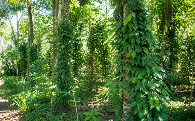 Black pepper vines growing on support trees with partial shade during summer heat