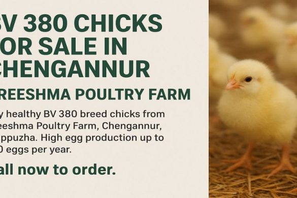 BV 380 Chicks for High Egg Production – Greeshma Poultry Farm, Alappuzha