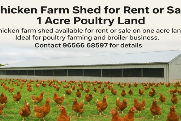 Chicken Farm Shed for Rent or Sale – 1 Acre Poultry Land