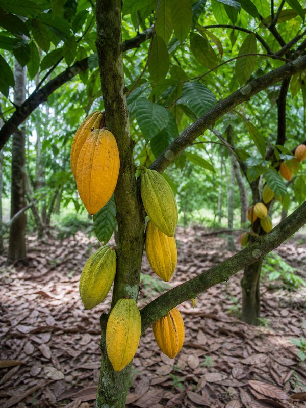 Cocoa pods growing under canopy in South Indian farm as cocoa prices rise