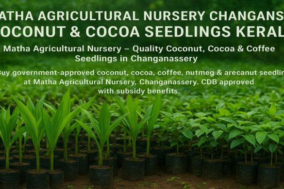 Matha Agricultural Nursery – Quality Coconut, Cocoa & Coffee Seedlings in Changanassery