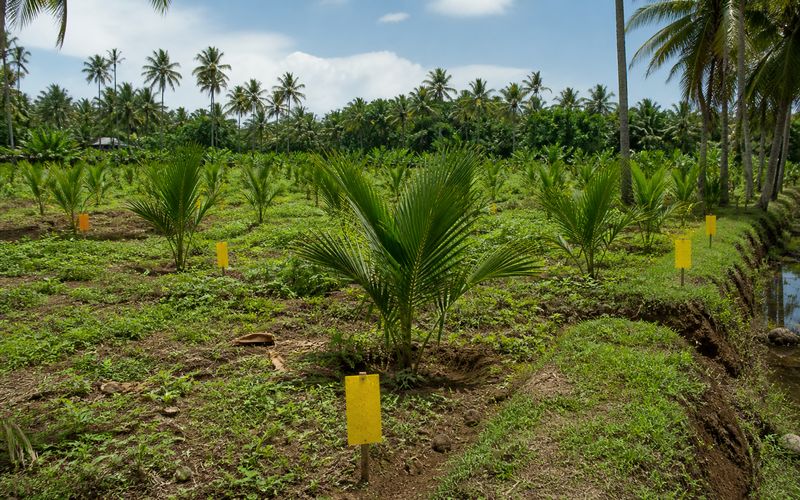 Yellow sticky traps placed in a coconut farm to manage severe whitefly infestation naturally