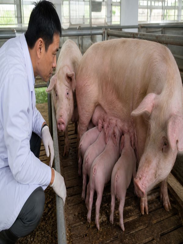 Piglets and adult pigs in a clean farm pen showing the importance of foot-and-mouth disease monitoring