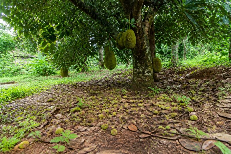 Young jackfruits falling from a fruiting jackfruit tree in a farm garden