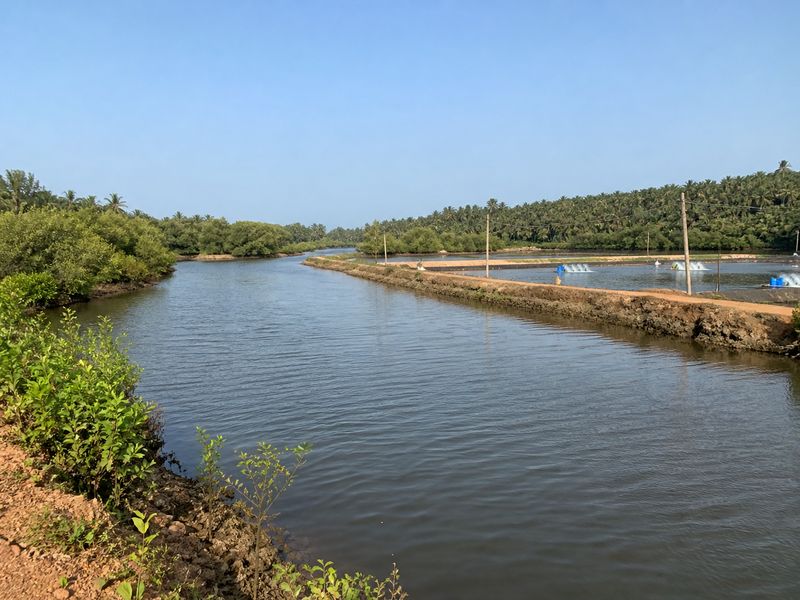 Keni Creek water source and Vannamei shrimp farming ponds in Uttara Kannada Karnataka