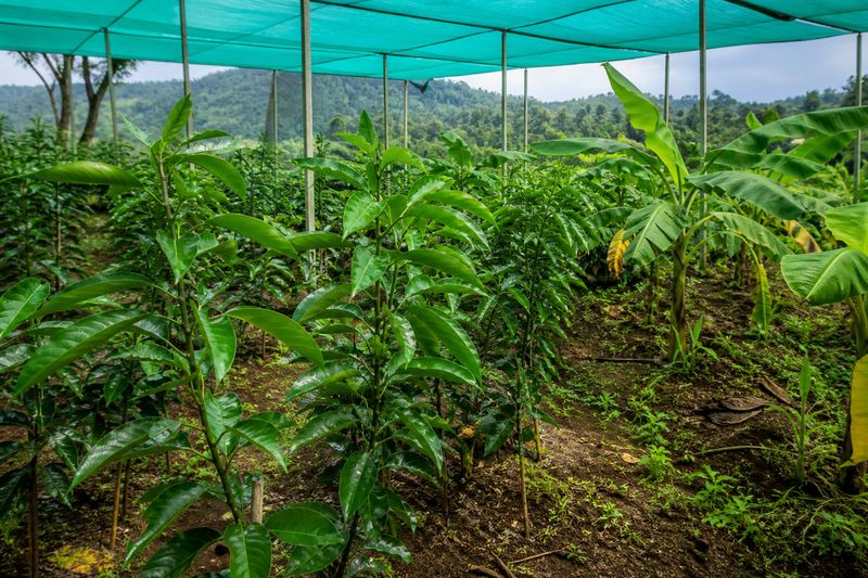 Makottadeva saplings growing in 50 percent shade in an Idukki orchard with banana intercrop