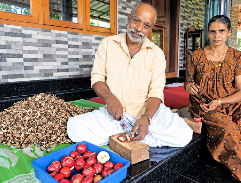 Omanakuttan and Leelamma slicing Makottadeva fruits for drying and medicinal use