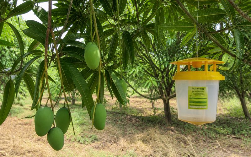 Mango orchard with pheromone fruit fly trap installed for April pest control