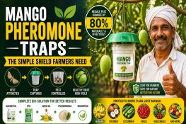 Organic Pest Control for Mango, Banana & Coconut: Pheromone Traps & Macrostin