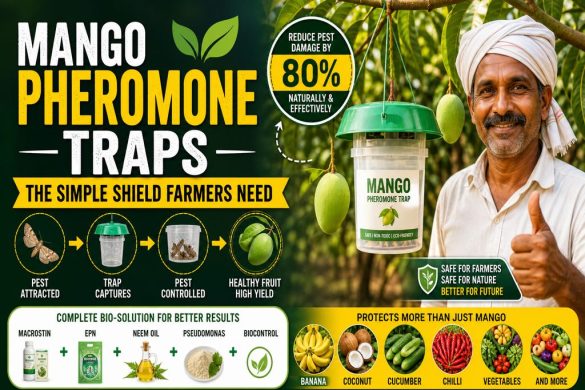 Organic Pest Control for Mango, Banana & Coconut: Pheromone Traps & Macrostin