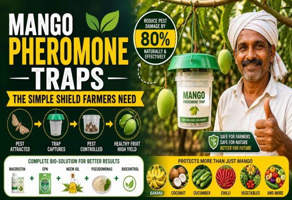 Organic Pest Control for Mango, Banana & Coconut: Pheromone Traps & Macrostin