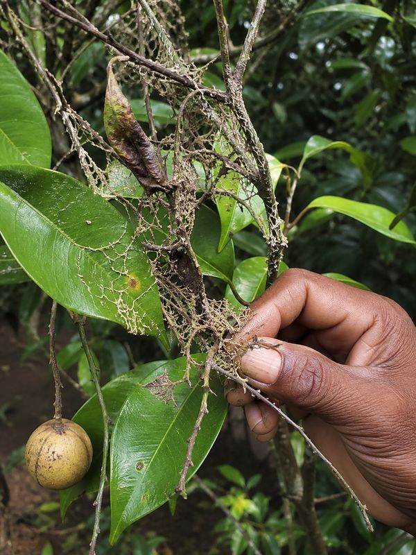 Nutmeg tree leaves showing thread blight fungal growth with infected twigs ready for removal