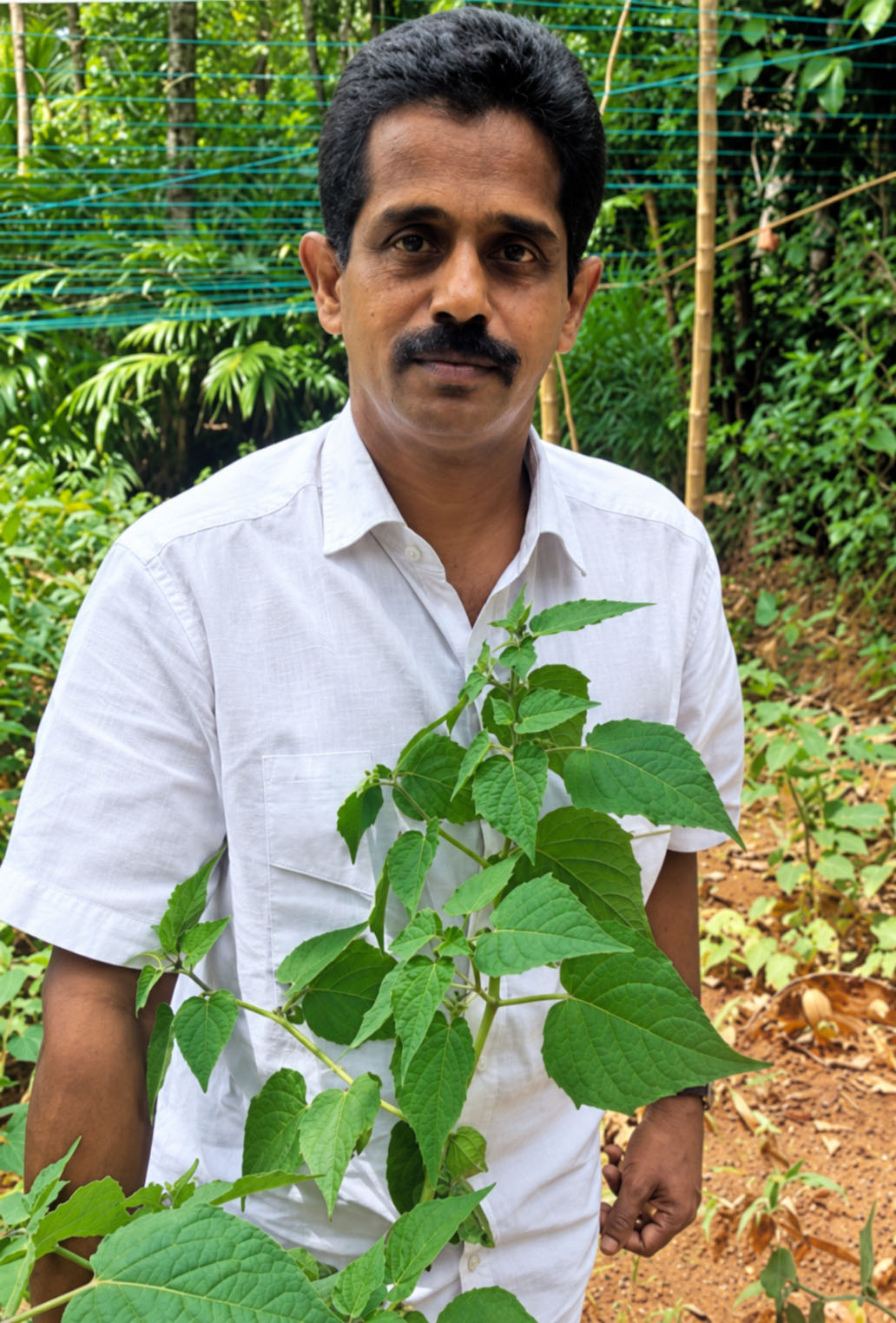Organic farmer harvesting ripe Golden Berry fruits with papery husks from healthy plants