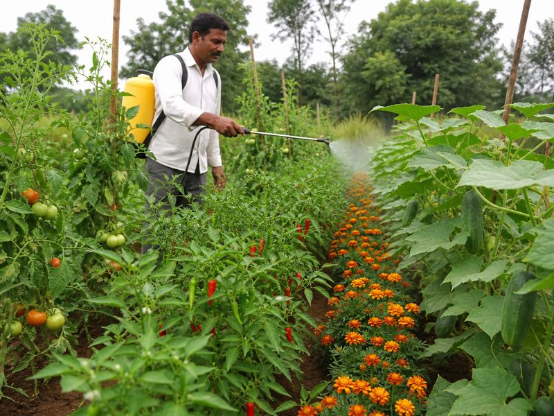 Organic vegetable pest management with neem oil spray and biocontrol methods in a farm garden