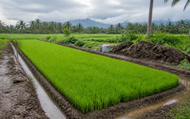 Paddy nursery prepared for Virippu cultivation with young rice seedlings ready for transplanting