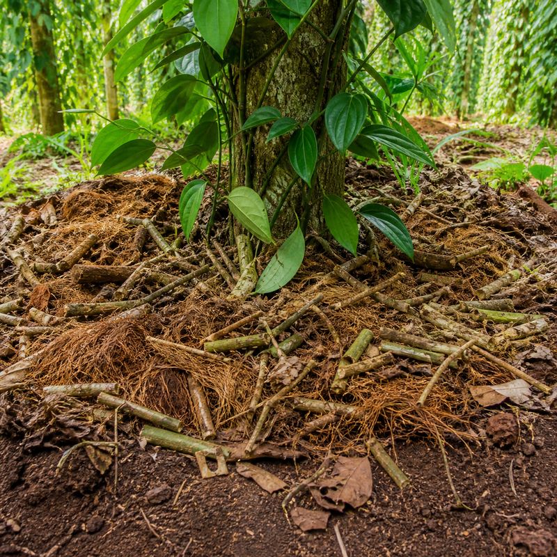 Mulching at the base of black pepper vines using pruned leaves and small branches from support trees