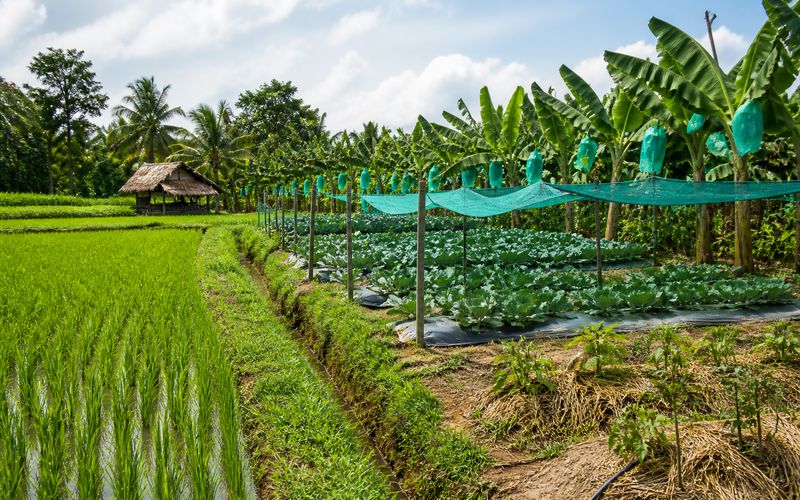 Summer crop protection on a mixed farm with paddy vegetables banana and mulching practices