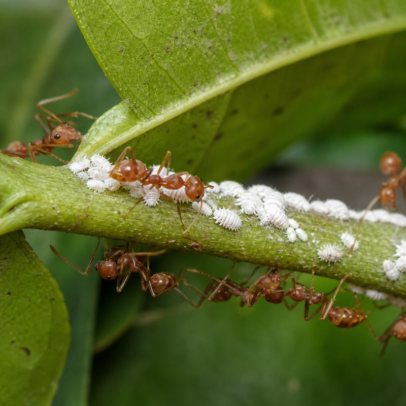 Weaver ants protecting mealybugs on a plant stem before organic pest control spray