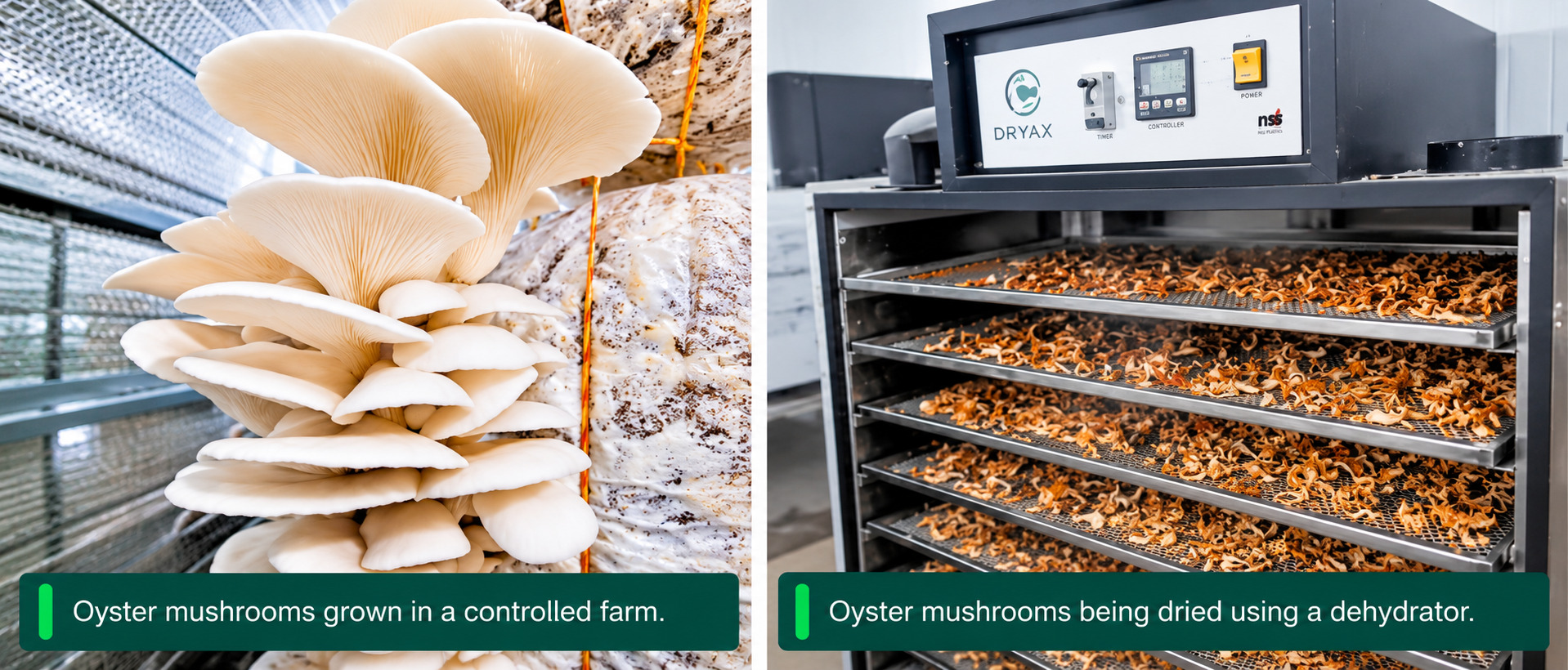 Ammakkoottam Women Run Successful Hi Tech Mushroom Farm