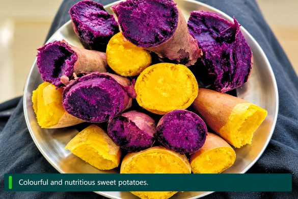 Biofortified Sweet Potato Varieties: Orange and Purple Types by CTCRI