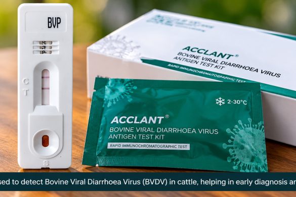 Easy Cow Pregnancy Kit: Urine Test, Result in 15 Minutes