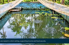 Greenish-Black Fish Pond Water: Causes, Fry Deaths and Solutions