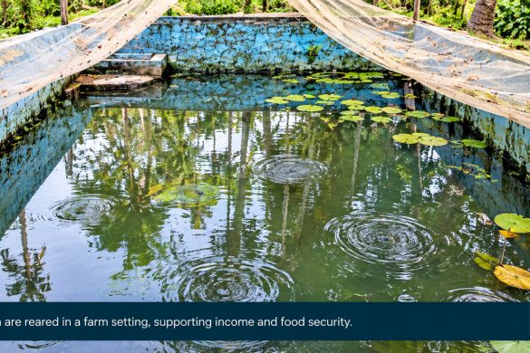 Greenish-Black Fish Pond Water: Causes, Fry Deaths and Solutions