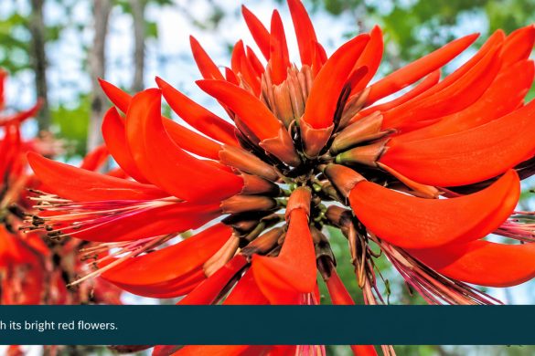 Murikku Tree (Erythrina Variegata): Pepper Support, Types and Uses