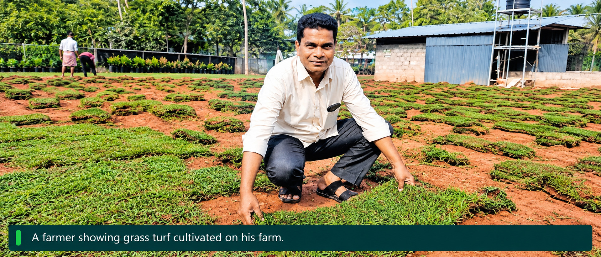 Subhash Grows Pearl Grass for Low Maintenance Green Lawns in Kerala