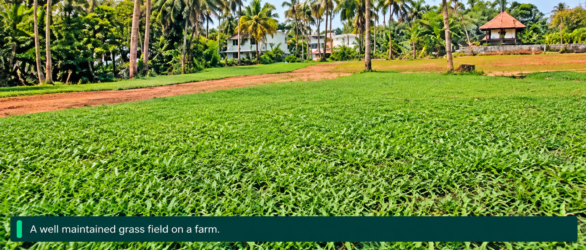 Pearl Grass Creates Lush Green Lawns With Low Maintenance