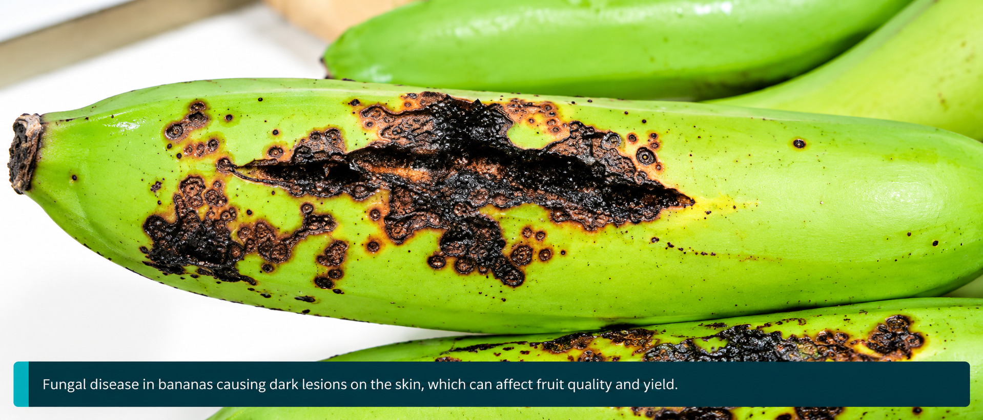 Black Spots on Plantain Leaves Caused by Fungal Disease Affecting Banana Crops