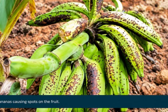 Banana Pitting Disease in Kerala: Symptoms, Varieties & Control