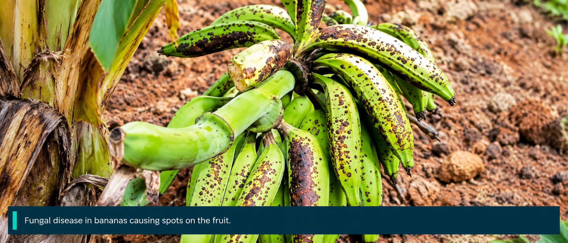 Plantain Pitting Disease Causes Black Spots and Reduces Fruit Market Value