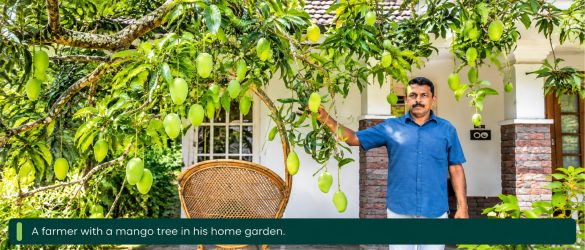 Mango Multi-Grafting: How Roy Grew 45 Varieties on a Tree