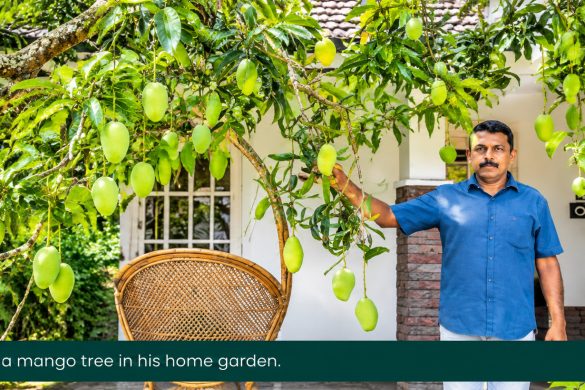 Mango Multi-Grafting: How Roy Grew 45 Varieties on a Tree