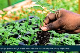 Seed Germination Guide: Hot Water Treatment, Pseudomonas and Planting