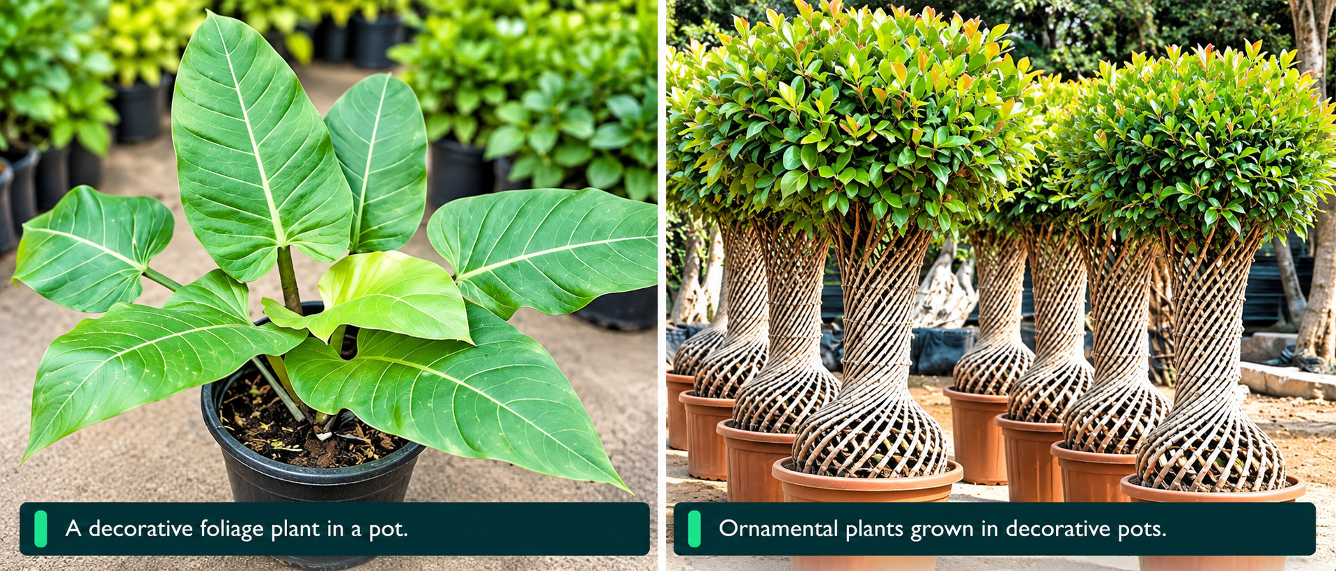 Spring Gardening Trends Featuring Dwarf Plants Topiary and Grafted Fruit Trees