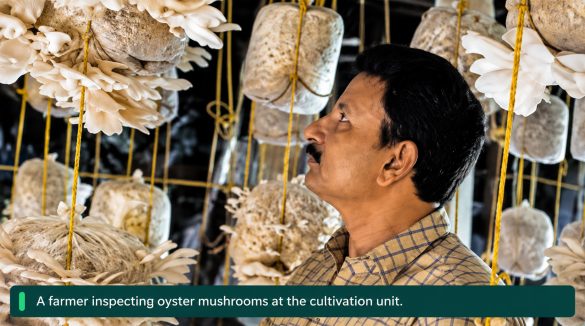 Pleurotus Saffius: Summer Oyster Mushroom Cultivation for Farmers